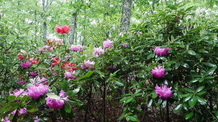 Fototapeta na wymiar Rhododendrons in the Rain