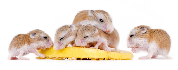 Reuni&oacute;n de Ratones