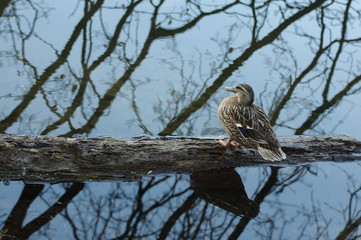 Ente steht auf einem Ast, der im See schwimmt