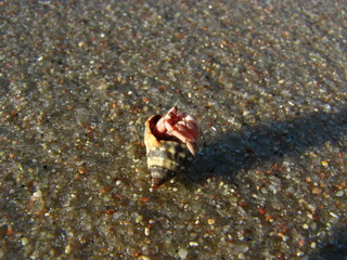 crab