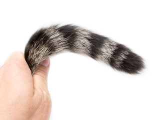 Striped cat tail on white background