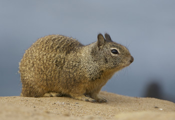 California Ground Squirrel