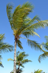Fototapeta na wymiar Coconut trees in Porto Seguro - BA, Brazil