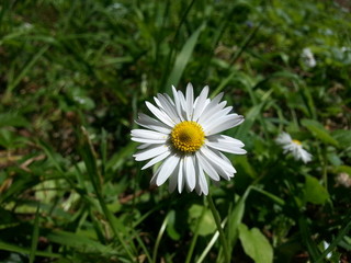 Obraz premium Daisy For You