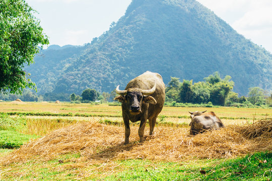 Domestic Asian water buffalo -Bubalus bubalis in Laos