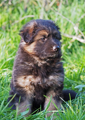 Puppy of a German shepherd age 1 month in a spring grass