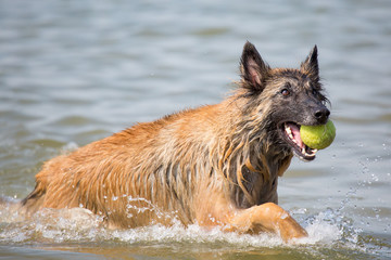 Hund spielt mit Ball im Meer