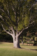 Large tree on grass at park