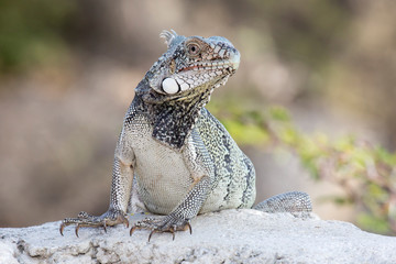 Neugieriger Leguan auf Mauer