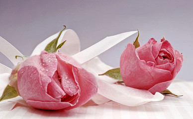 pinkfarbene Rosen mit einem hellen Zierband