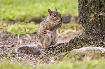 Naklejka na ściany i meble Eastern gray squirrel at base of oak tree eating acrons in Florida