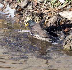bird bathing in a puddle