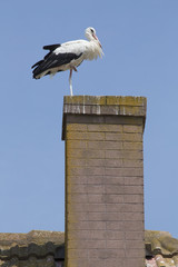 Storch auf Kamin
