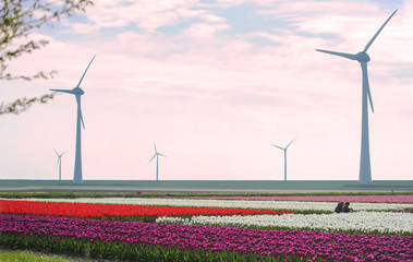 Windmill at the Tulip-Fields