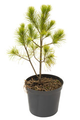 Pinus strobus pine in a pot isolated on white background. Coniferous trees