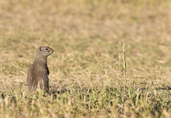 Naklejka na ściany i meble Uinta ground squirrel standing in grassy field