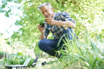 Mature man in garden planting new flowers