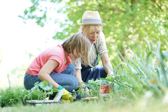 Grandmother and granddaughter gardening together