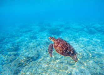 Marine tortoise in water. Olive green turtle underwater photo. Sea animal in coral reef.
