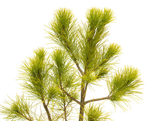 Pinus strobus pine isolated on white background. Coniferous trees