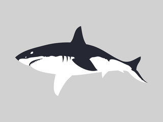 Obraz premium Great white shark vector illustration