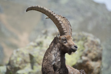 Stambecco