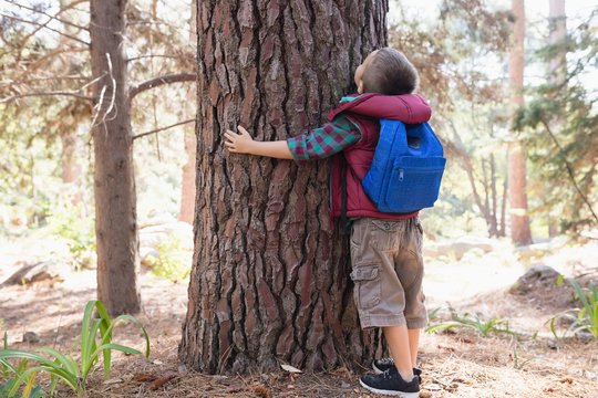 Rear view of boy embracing tree in forest