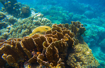 Naklejka na ściany i meble Underwater landscape with tropical fish. Coral reef scene for aquarium background or snorkeling banner.