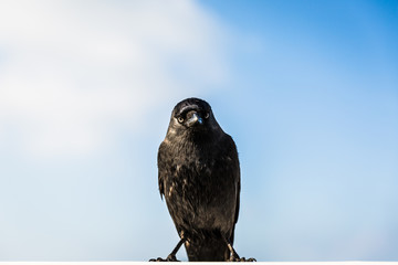 crow 