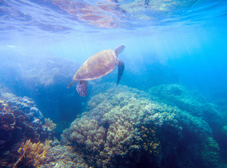 Sea turtle in sunlight. Wild turtle in blue water. Sea tortoise snorkeling photo.