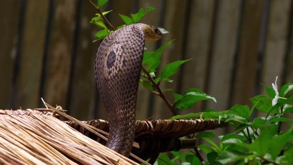 cobra
