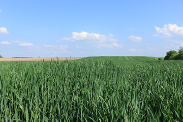 green wheat field