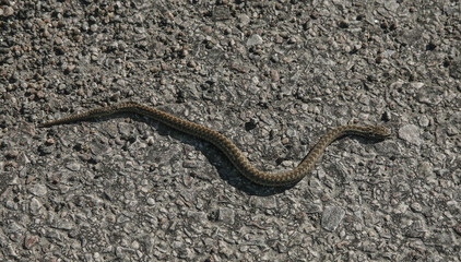 Huggorm som är nyliggen född då bara är c:a 15 cm ligger på den varma astfalten
