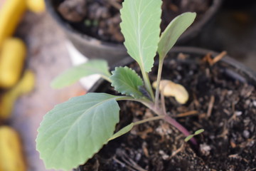 Spring in the garden