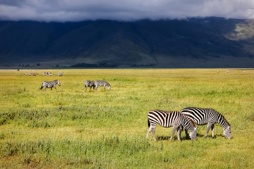 Naklejka na ściany i meble Zebra in the crater of Ngorongoro. Africa. Tanzania.