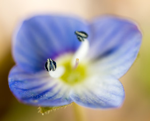 Beautiful little blue flower on nature