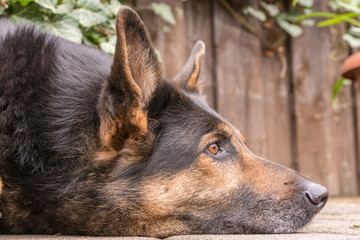 Wachsamer Hund bewacht das Grundstück