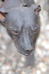 H&auml;sslicher Hund