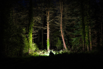 Night Forest Flash