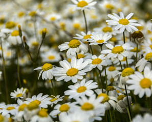 Daisies opening in spring