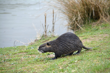 nutria am seeufer