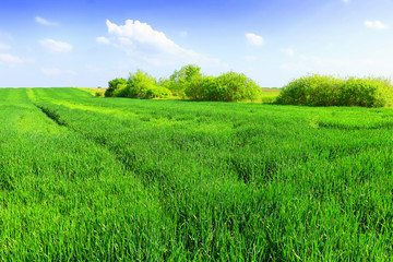 Fototapeta premium green wheat field
