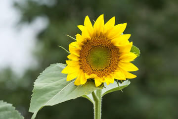 Bright happy sunflower opening to great a new day in the garden