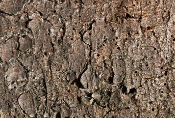 Natural pine tree bark pattern.