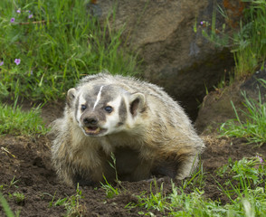 American Badger