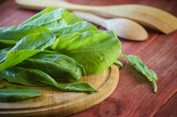 Fresh green sorrel
