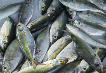 Silver green tropical fish catch on fish market table.
