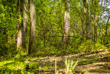 Trees in green forest
