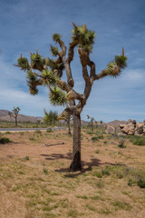 Joshua Tree in Color Desert Landscape