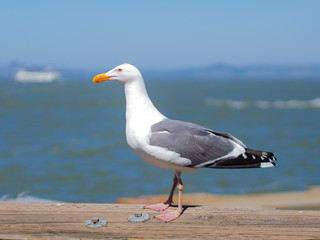 Seagull resting on wooden rail near sea